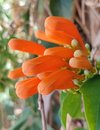 Flora